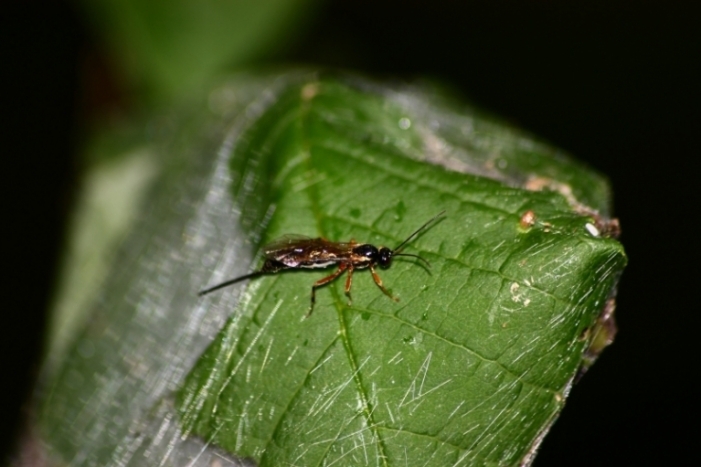 Richiesta ID